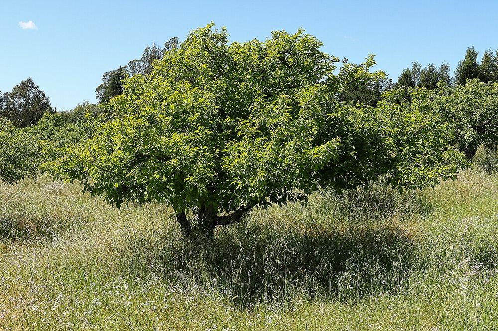 Apple orchard near Sebastopol, California — Gravenstein country at the heart of West Sonoma County