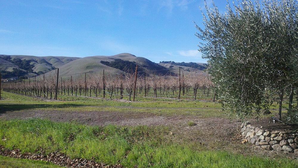 Sonoma County wine country — vineyards under a clear sky